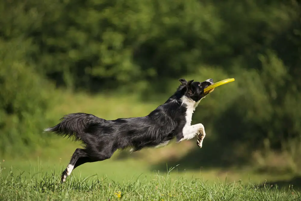 Border Collie playing frisbee