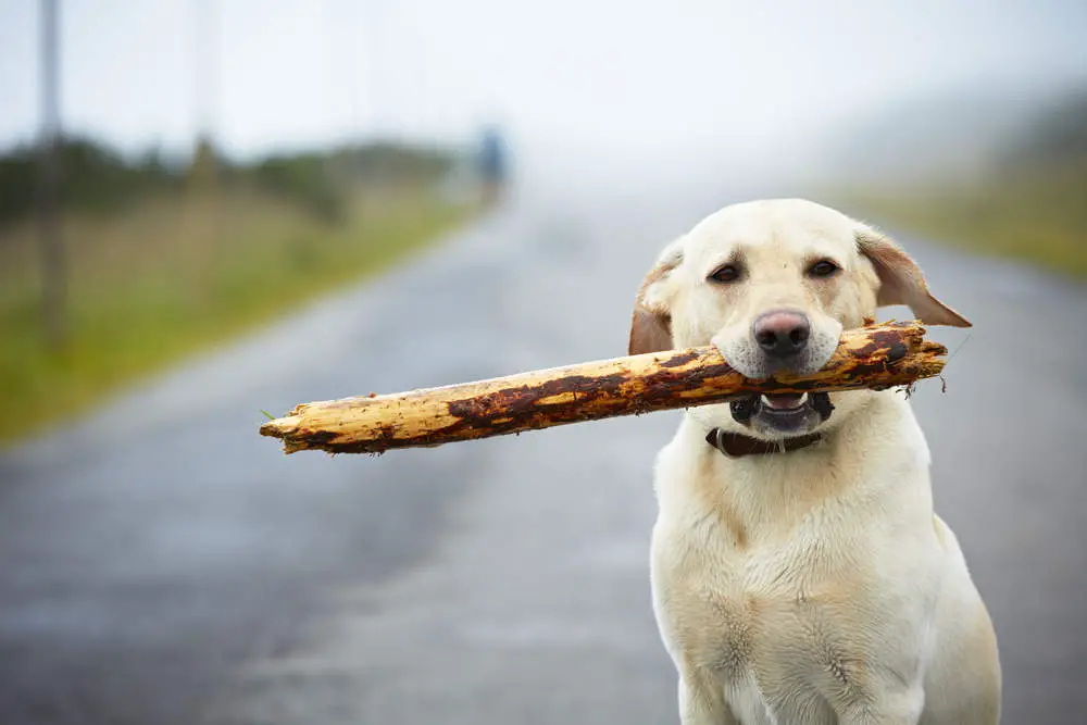 Dog playing with stick