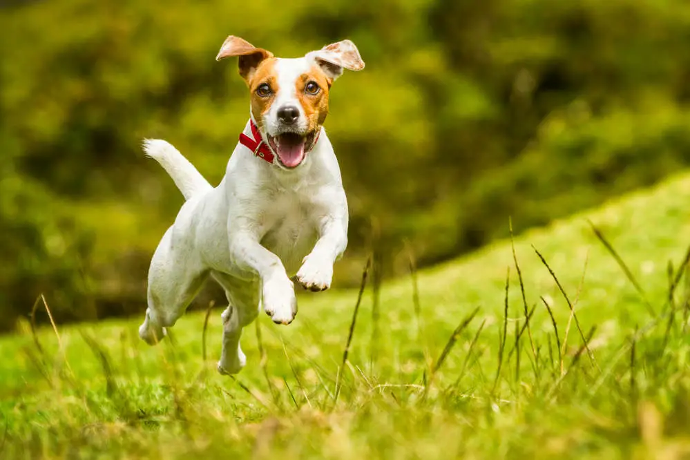 Jack Russell Terrier running in a field