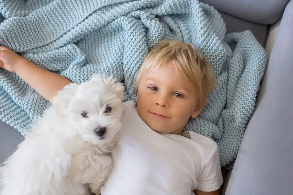 Little boy cuddling with Maltese