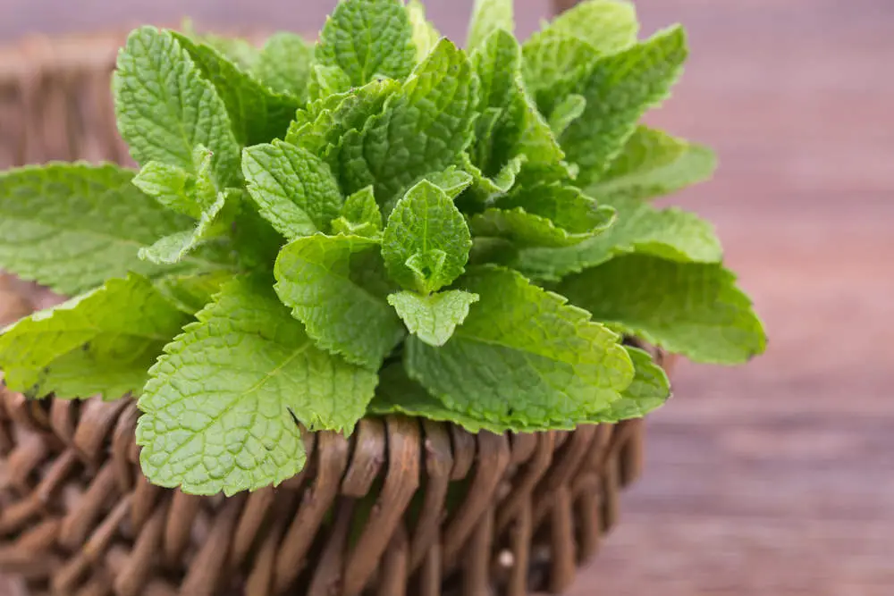 Fresh mint in basket