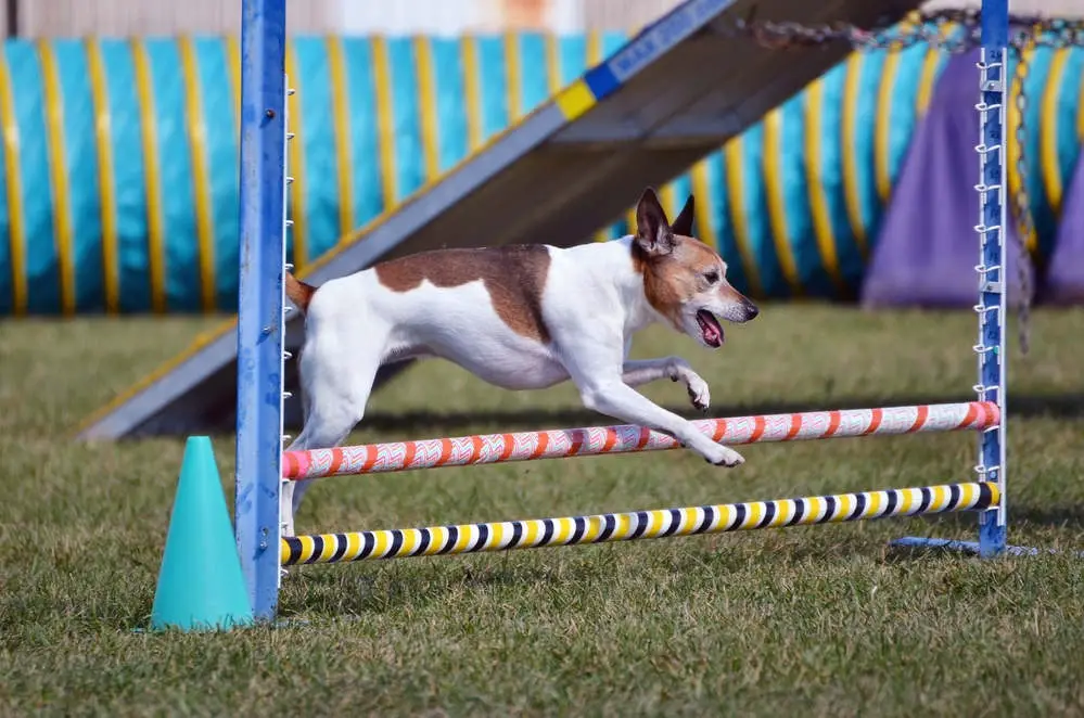 Rat Terrier on an agility course