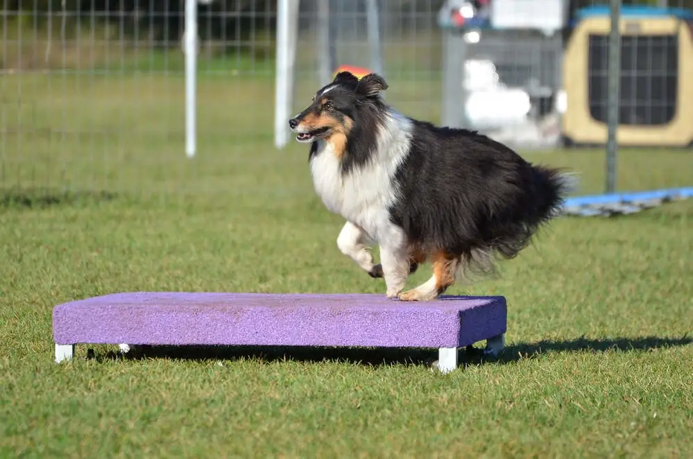 Shetland Sheepdog on agility course