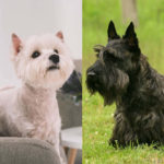 Scoland Terrier (Westie Scottie Mix) Breed Profile