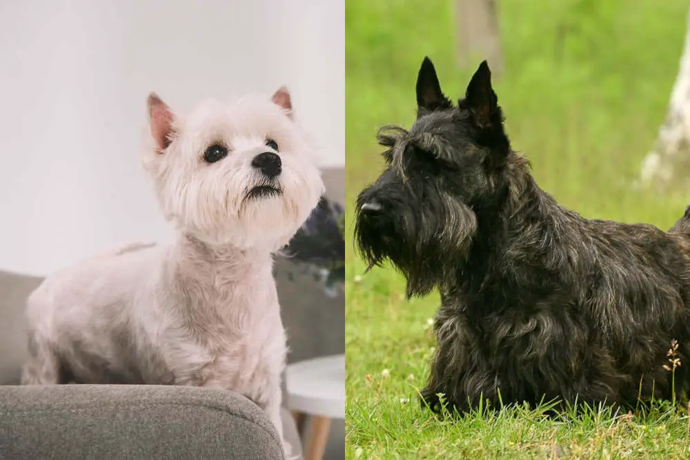 Westie Scottie side by side