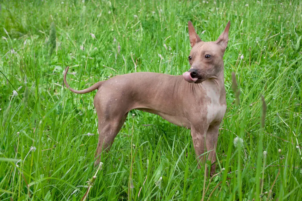 American Hairless Terrier