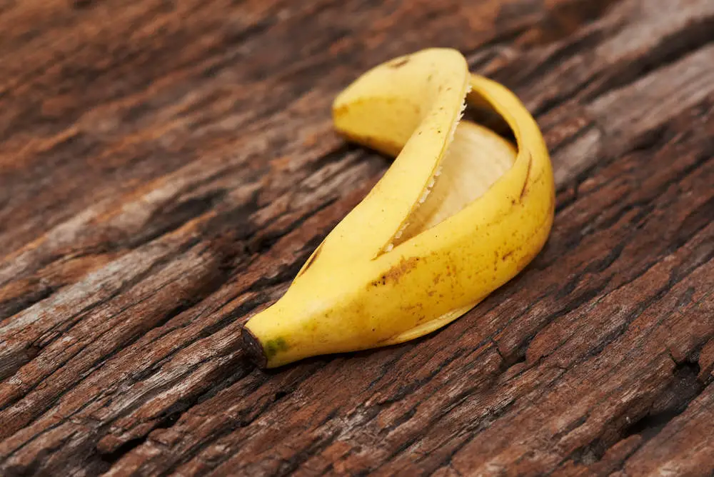 are banana peels good for dogs