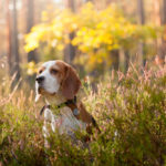 Can Beagles Go Off Leash?