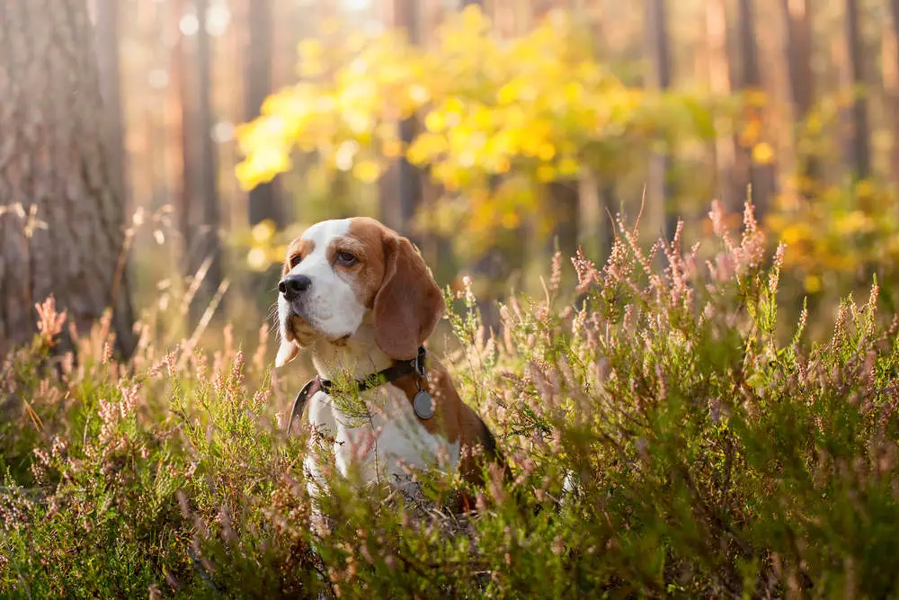 Beagle off leash in a forest