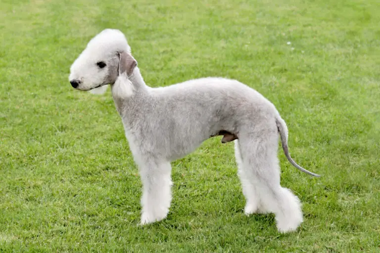 23 of the Top Curly Haired Dog Breeds (w/ Pictures)