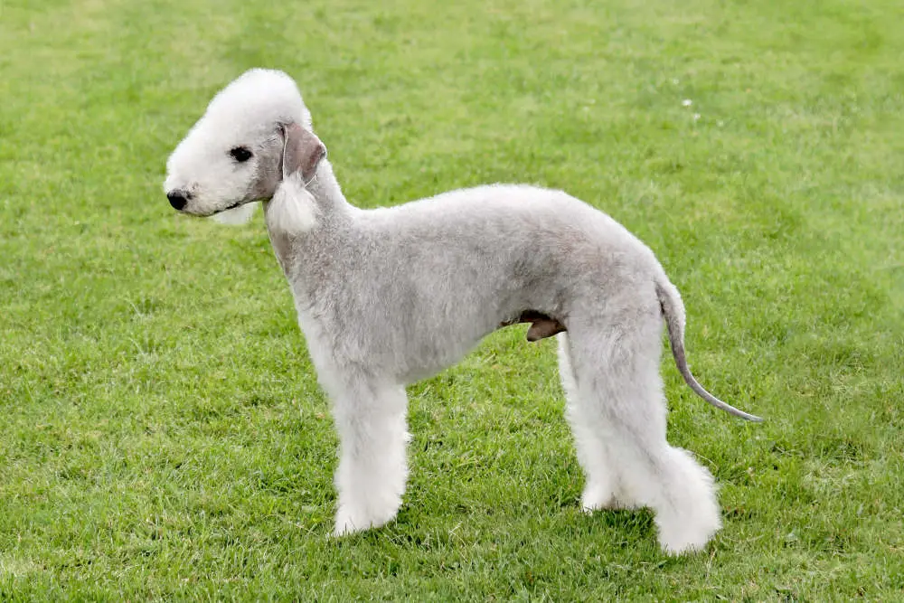 Bedlington Terrier