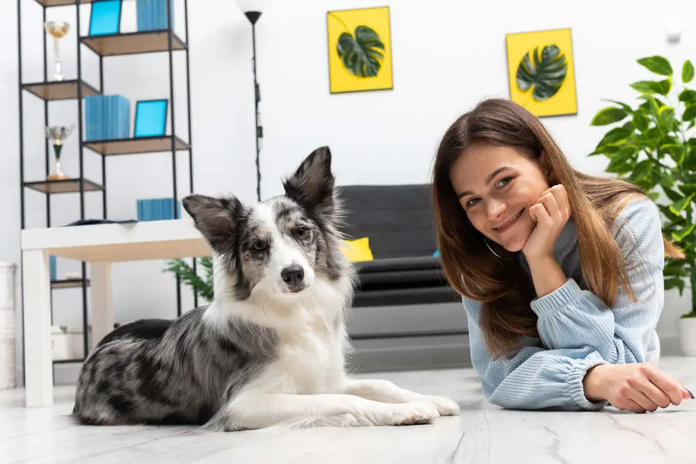 Border Collie living in an apartment