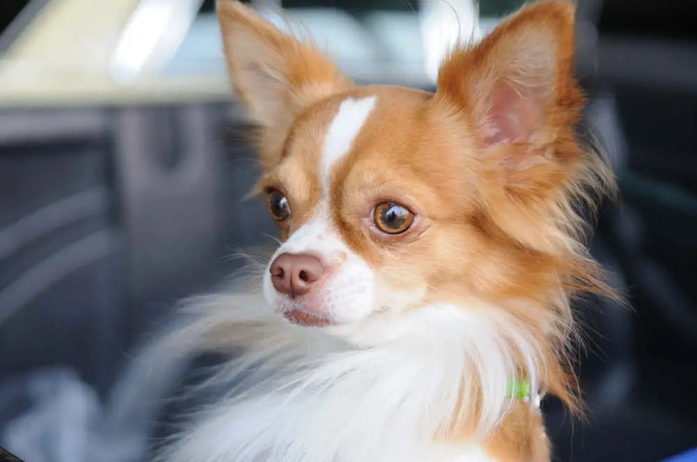 Chihuahua portrait