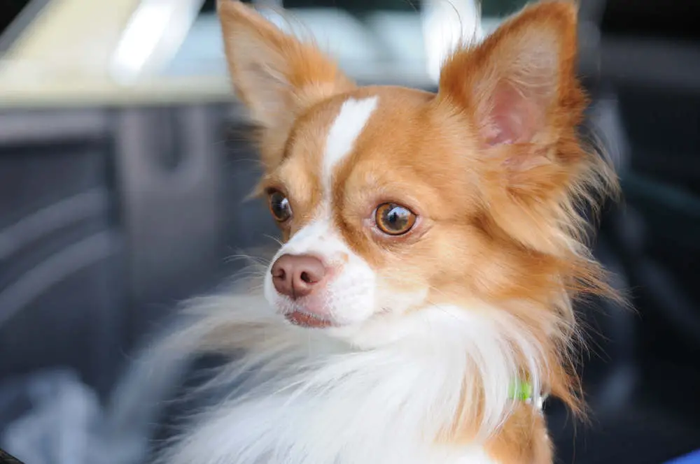 Long Hair Chihuahua