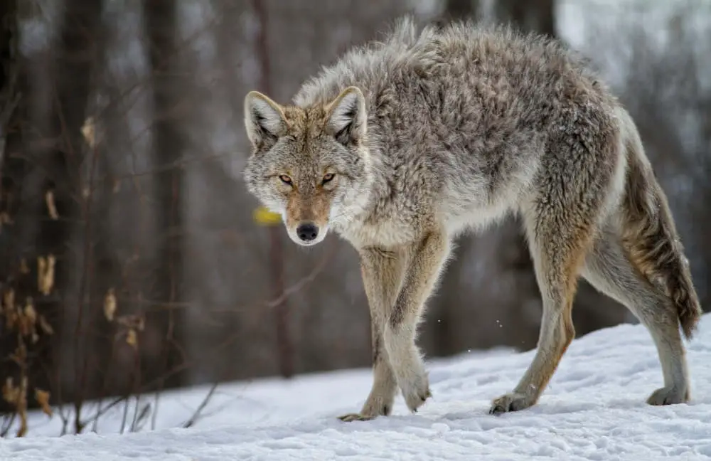 Coyote hunting in snow