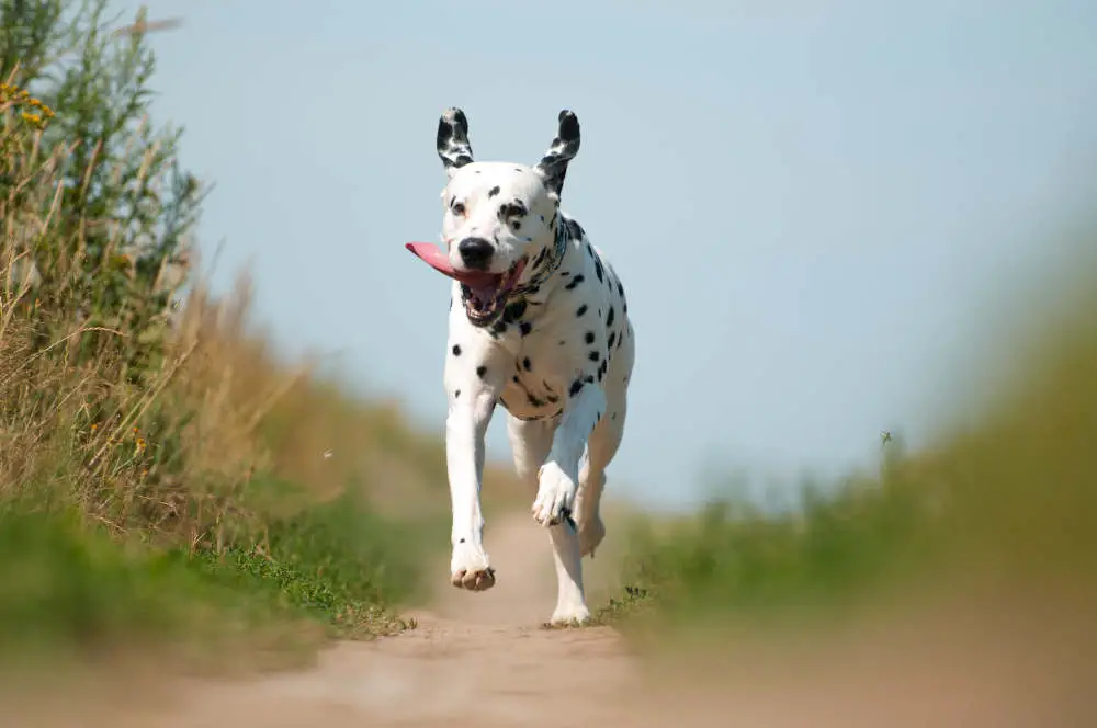 Dalmatian running down path