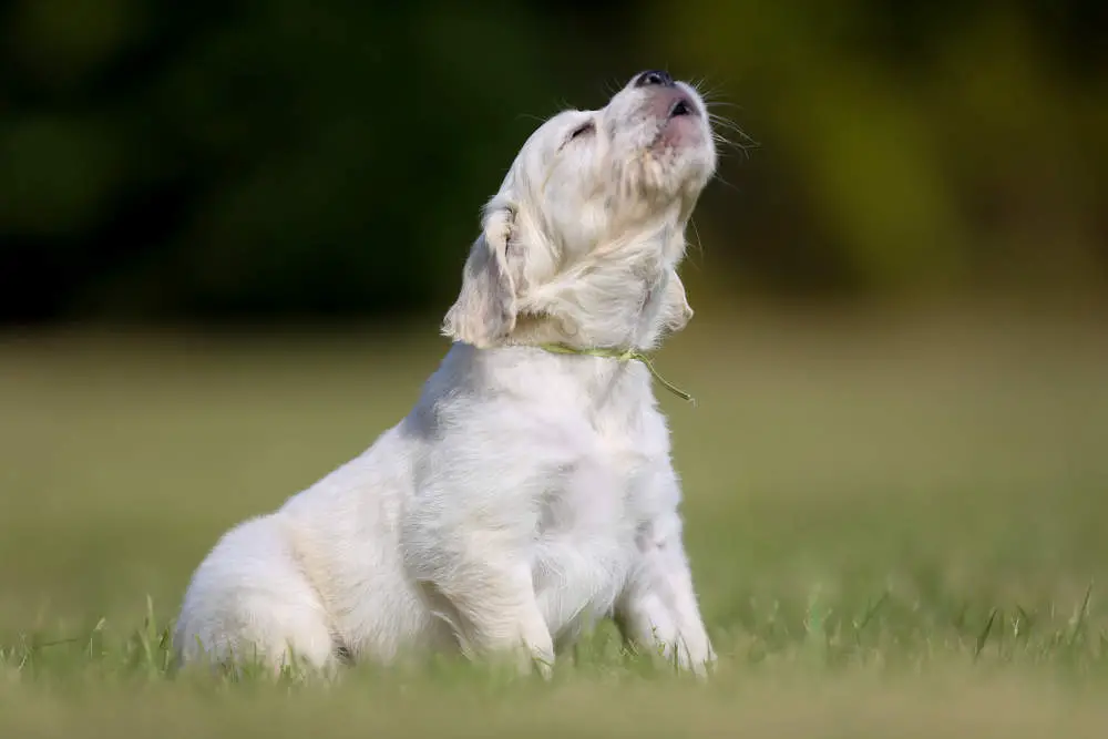 Dog howling in the yard