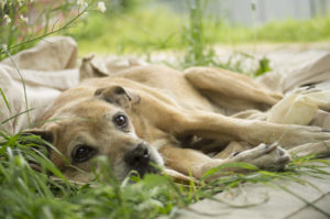 Dying dog on the grass