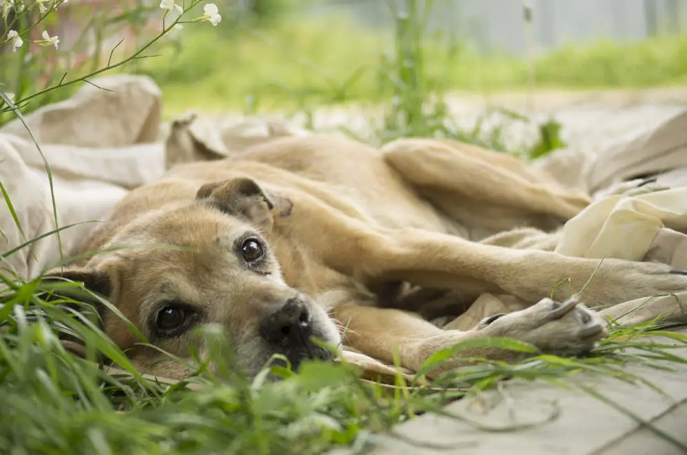 Dying dog laying in grass