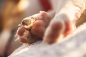 Closeup of dog's paws