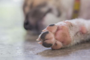 Pink and black dog paw