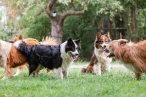 Dogs at dog park