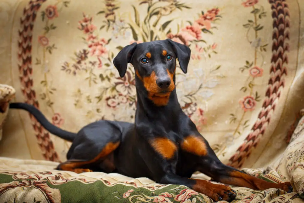 German Pinscher