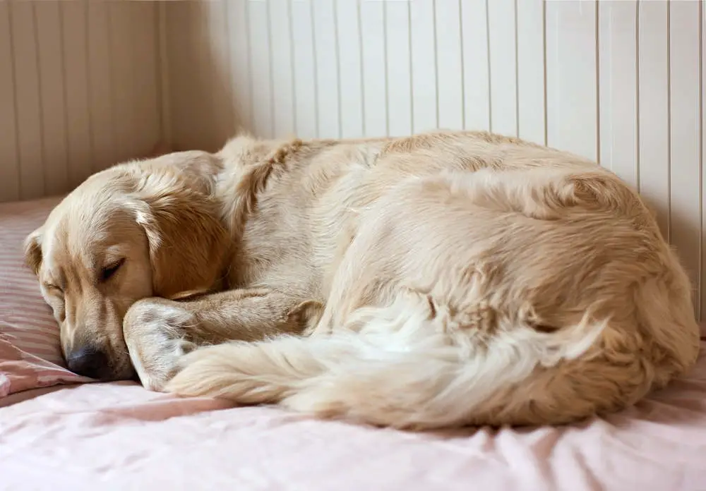 Golden Retriever sleeping