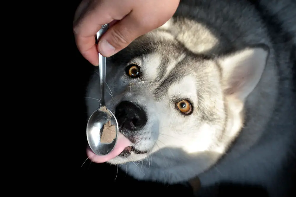 Overweight Husky eating peanut butter off a spoon