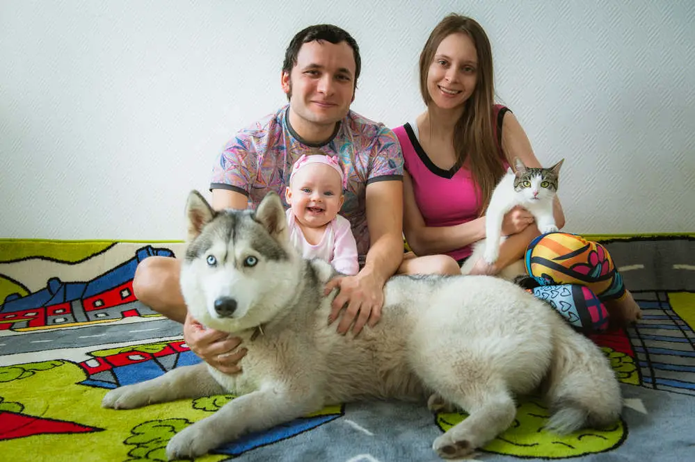 Siberian Husky with family
