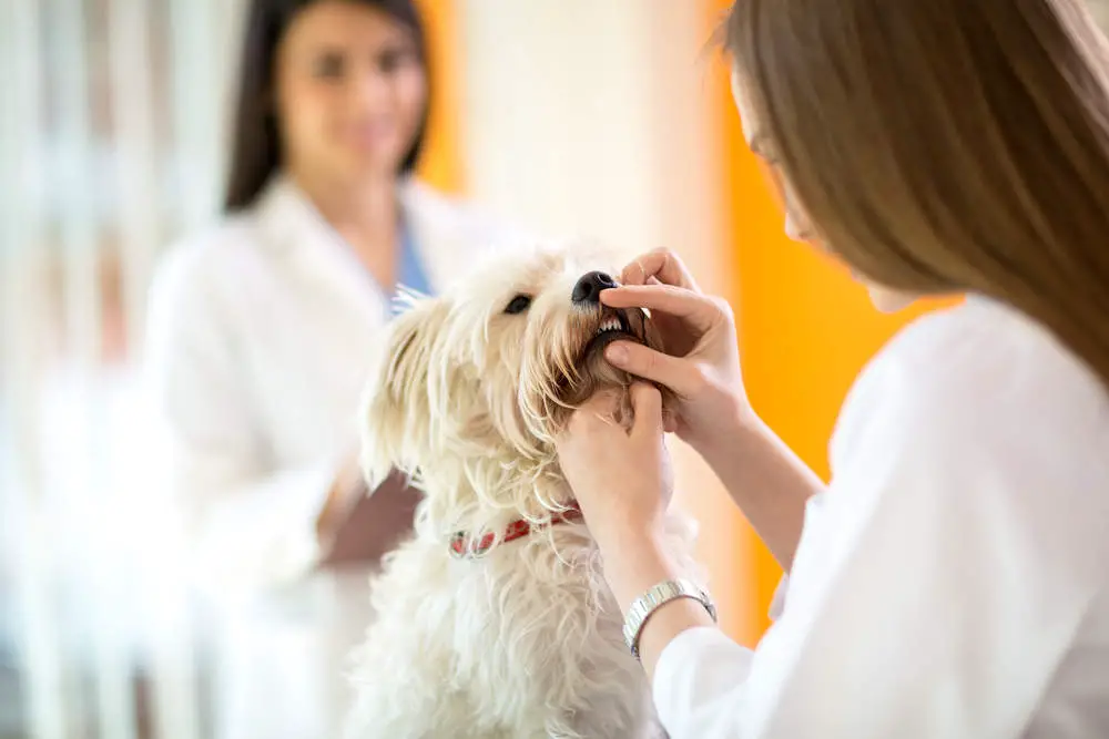 Maltese getting teeth checked at the vet