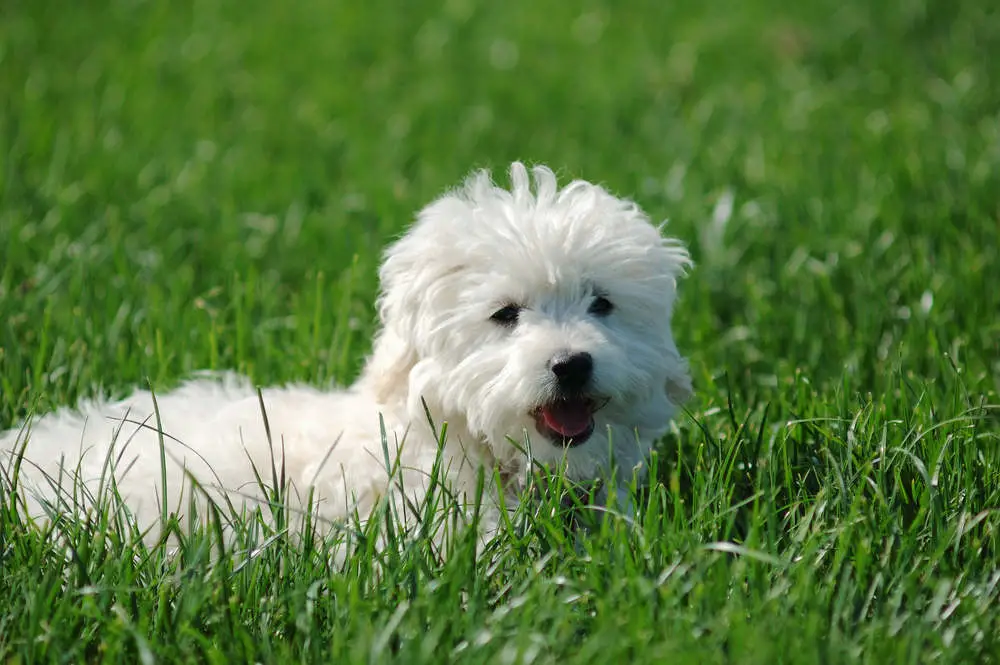 Maltese in grass