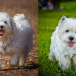 Maltese vs Westie: Everything You Need to Know