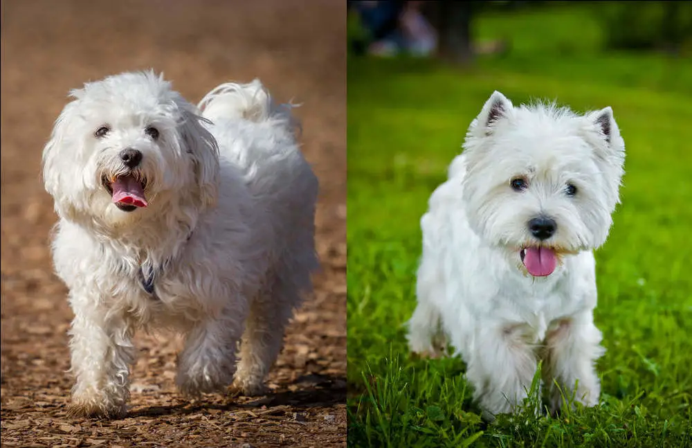 Maltese vs Westie