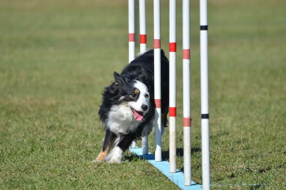 Miniature American Shepherd