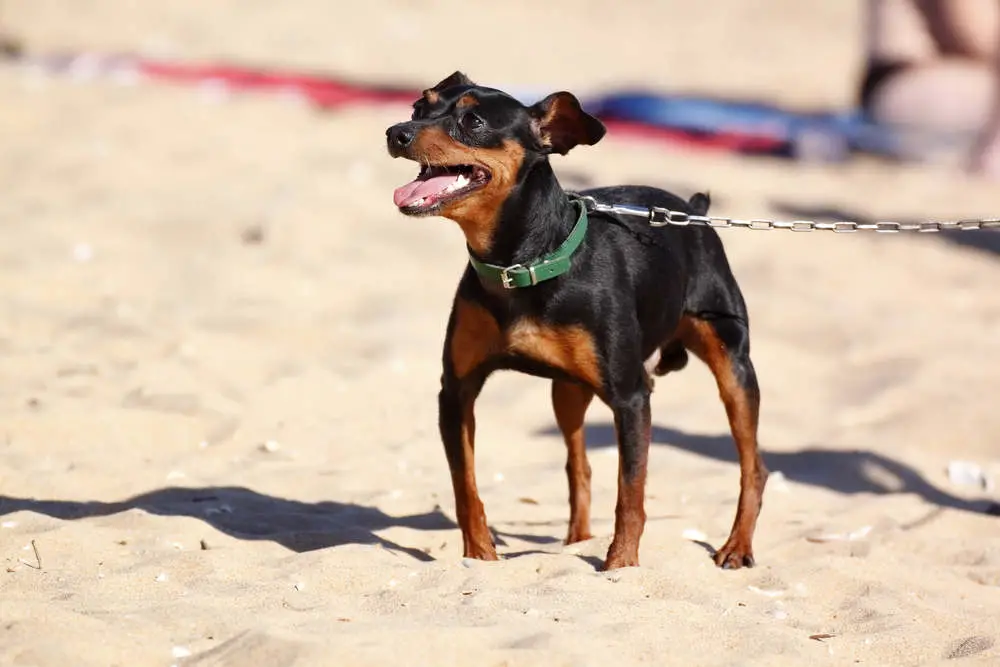 Miniature Pinscher at beach