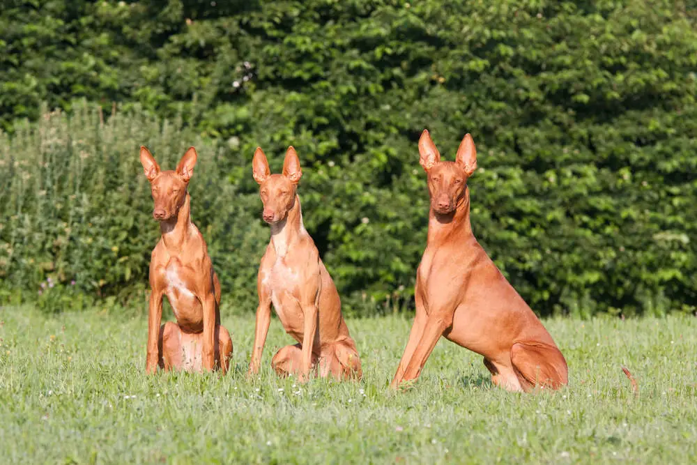 Pharaoh Hounds