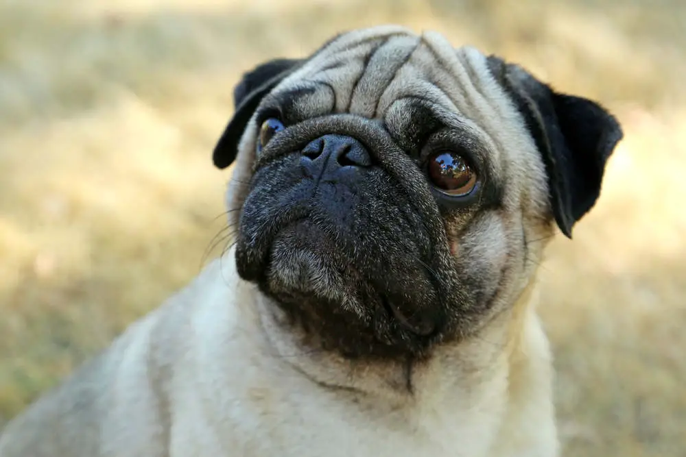 Pug deep in thought