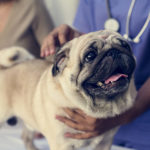 9 of the Most Common Pug Health Problems to Watch For