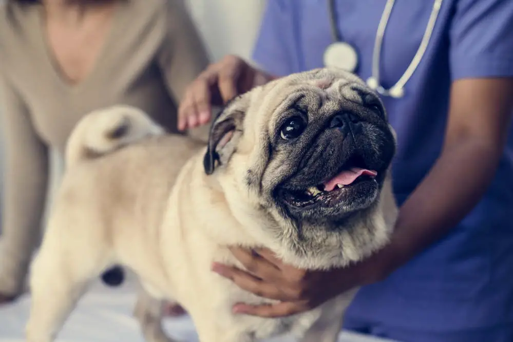 Pug getting checked by vet