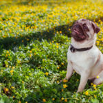 Are Pugs Easy to Train?