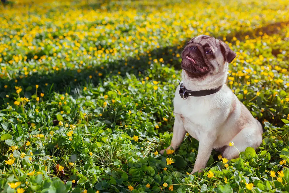 Pug during training session