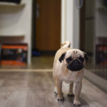 Are Pugs Good Apartment Dogs?