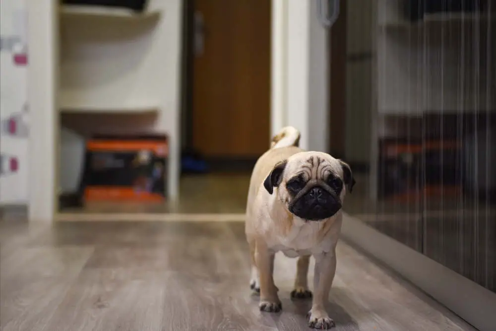 Are Pugs Good Apartment Dogs? (Why + Tips to Help)