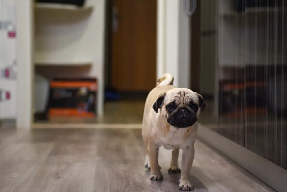 Pug in apartment