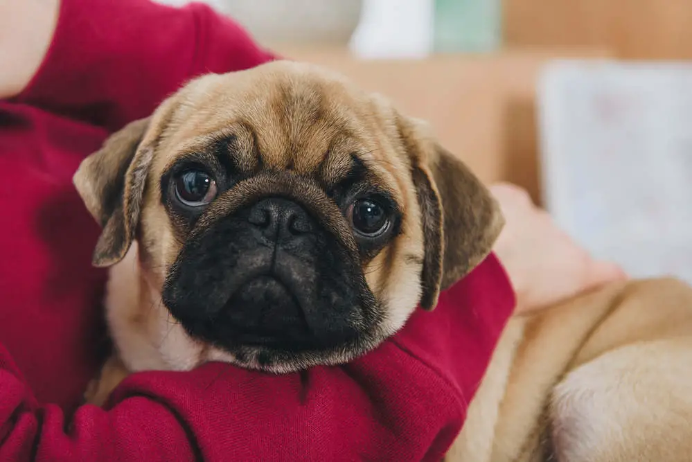 Pug sitting in lap