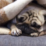 Why Do Pugs Sleep So Much?