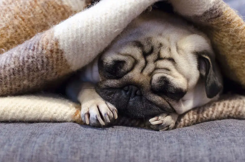 Pug sleeping under blanket