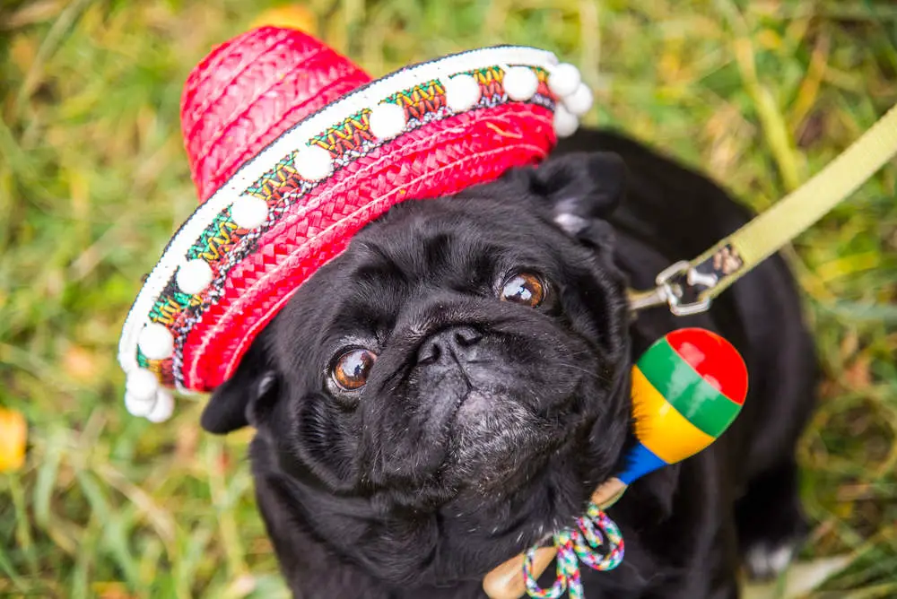 Pug with mexican sombrero
