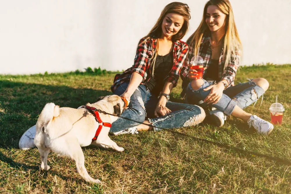 Pug playing with sisters